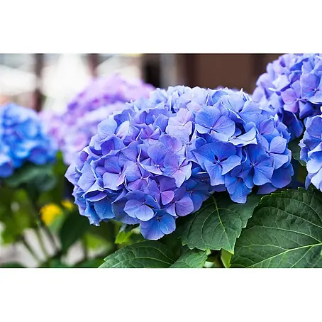 Pflanzen für dich  Bauernhortensie 30-40 cm