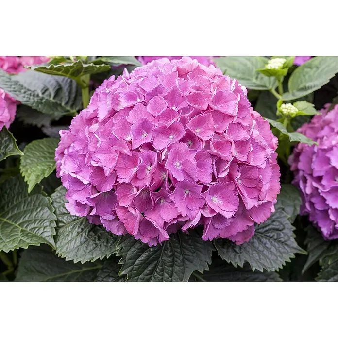 Pflanzen für dich Bauernhortensie Bauernhortensie - Hydrangea macrophylla 'Sibilla', Rosa - Große, leuchtend pinkfarbene Hortensienblüte, eingebettet in grüne Blätter.