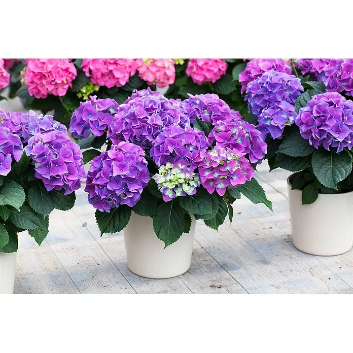 Pflanzen für dich Bauernhortensie 30-40 cm - Hydrangea macrophylla 'Early Blue', Blau - Topfhortensien mit leuchtend violetten und pinkfarbenen Blüten auf hellem Holzgrund.