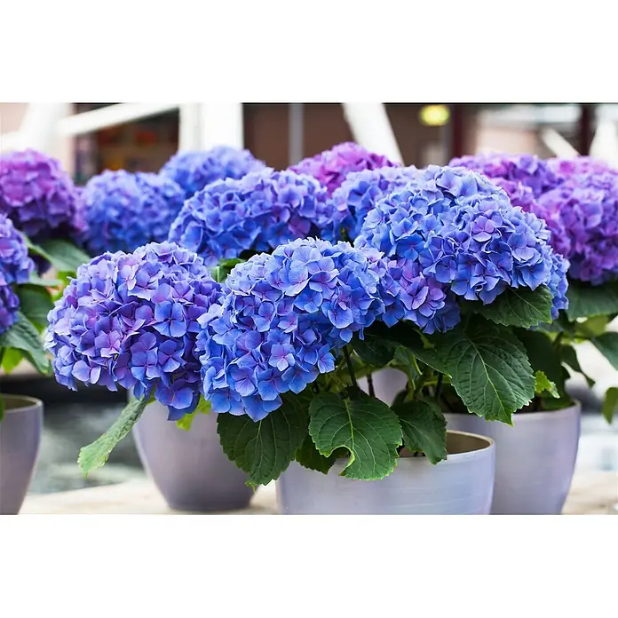 Pflanzen für dich Bauernhortensie 30-40 cm - Hydrangea macrophylla 'Early Blue', Blau - Leuchtend blaue und violette Hortensien in grauen Töpfen.