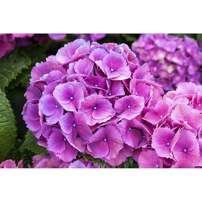 Pflanzen für dich Bauernhortensie 30-40 cm - Hydrangea macrophylla 'Schöne Bautznerin', Lila - Leuchtend pink-lila Hortensienblüte mit kleinen blauen Zentren.