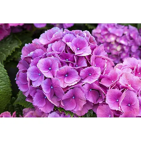 Pflanzen für dich  Bauernhortensie 30-40 cm