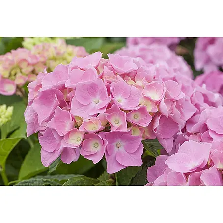 Pflanzen für dich  Bauernhortensie 50-60 cm