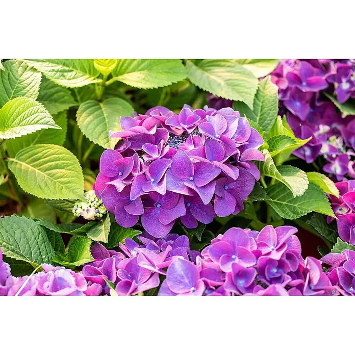 Pflanzen für dich Bauernhortensie 30-40 cm - Hydrangea macrophylla 'Schöne Bautznerin', Lila - Lebhafte violette Hortensienblüten in voller Blüte, umgeben von üppig grünen Blättern.