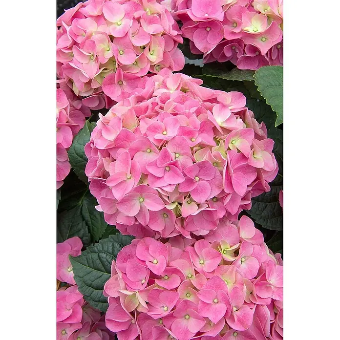 Pflanzen für dich Bauernhortensie 50-60 cm - Hydrangea macrophylla 'Early® Pink', Rosa - Leuchtend pinke Hortensienblüten mit hellgrünen Zentren in voller Blüte.