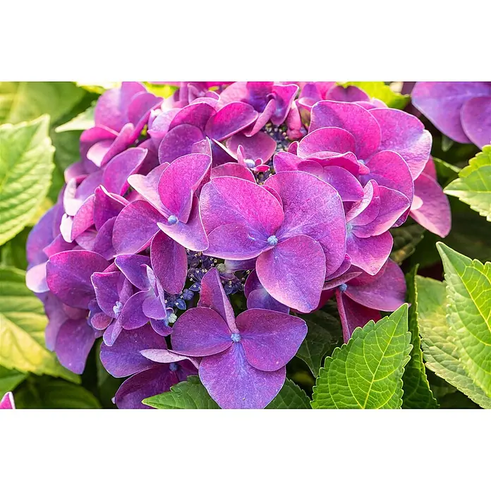 Pflanzen für dich Bauernhortensie 30-40 cm - Hydrangea macrophylla 'Schöne Bautznerin', Lila - Lebendige lila Hortensienblüten in voller Blüte, umgeben von frischen grünen Blättern.