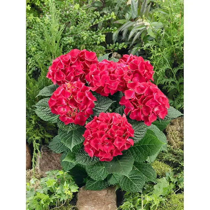 Pflanzen für dich Bauernhortensie 50-60 cm - Hydrangea macrophylla 'Alpenglühen', Rot - Leuchtend rote Hortensienpflanze mit großen grünen Blättern, wunderschön blühend in einem Garten.