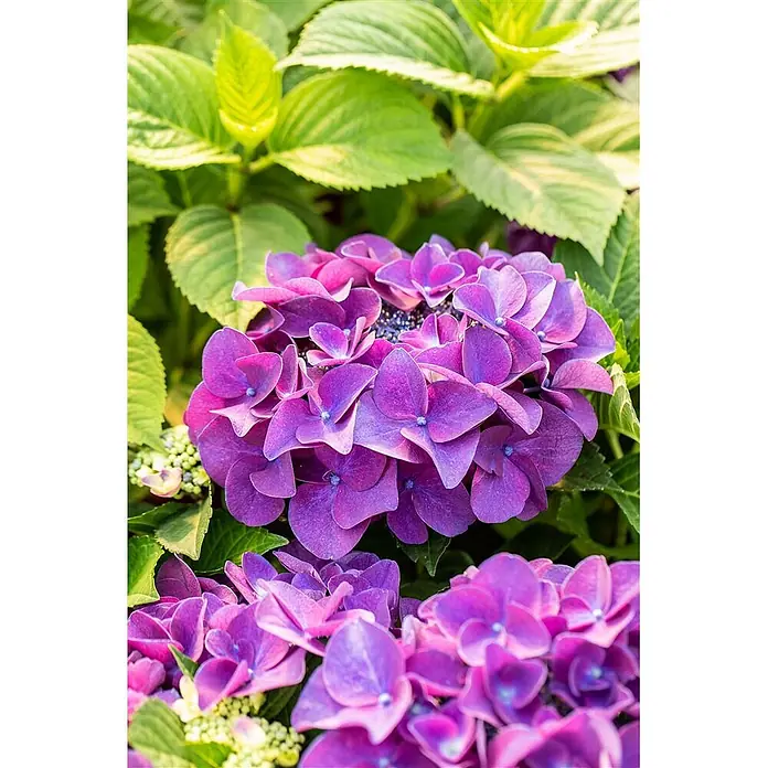 Pflanzen für dich Bauernhortensie 30-40 cm - Hydrangea macrophylla 'Schöne Bautznerin', Lila - Leuchtend violette Hortensienblüten dicht beieinander, ihre zarten Blütenblätter zeigend.