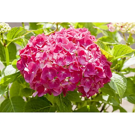 Pflanzen für dich  Bauernhortensie 50-60 cm