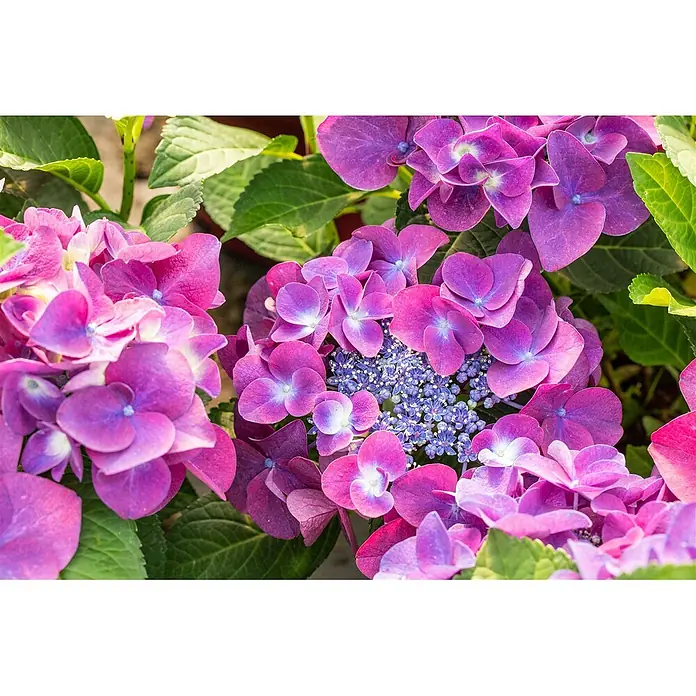 Pflanzen für dich Bauernhortensie 30-40 cm - Hydrangea macrophylla 'Schöne Bautznerin', Lila - Leuchtende lila und pinke Hortensienblüten blühen.