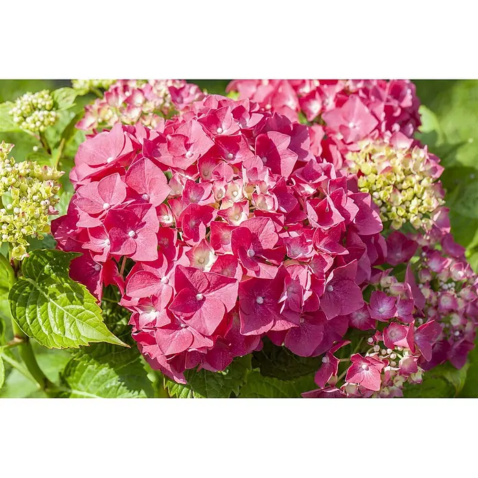 Pflanzen für dich Bauernhortensie 50-60 cm - Hydrangea macrophylla 'Alpenglühen', Rot - Lebendige pinke Hortensienblüten mit grünen Blättern und hellgrünen Knospen in einer Gartenumgebung.
