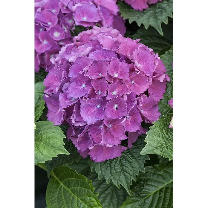 Pflanzen für dich Bauernhortensie 30-40 cm - Hydrangea macrophylla 'Schöne Bautznerin', Lila - Eine Ansammlung leuchtend violetter Hortensienblüten umgeben von grünen Blättern.