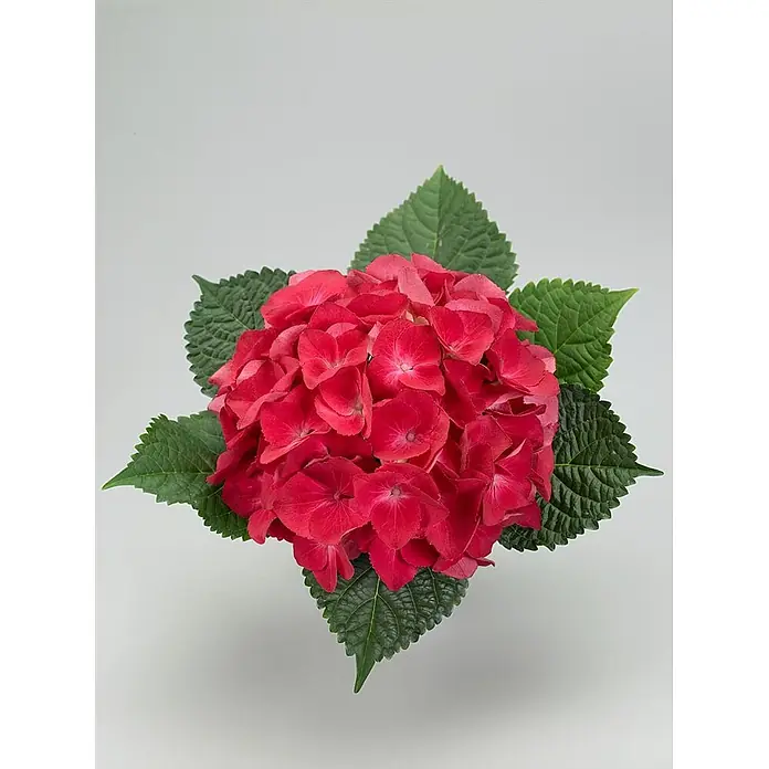 Pflanzen für dich Bauernhortensie 50-60 cm - Hydrangea macrophylla 'Alpenglühen', Rot - Lebhafte rote Hortensienblüte mit grünen Blättern.