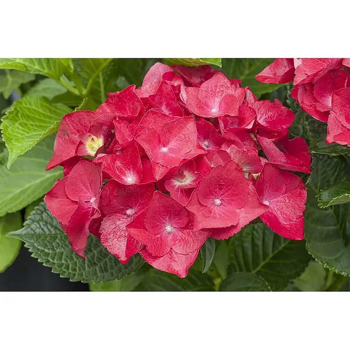 Pflanzen für dich Bauernhortensie 30-40 cm - Hydrangea macrophylla 'Hot Red', Rot - Rote Hortensienblüte mit grünen Blättern.