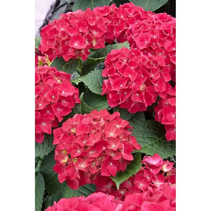 Pflanzen für dich Bauernhortensie 50-60 cm - Hydrangea macrophylla 'Alpenglühen', Rot - Leuchtend rote Hortensienblüten in voller Blüte mit grünen Blättern.