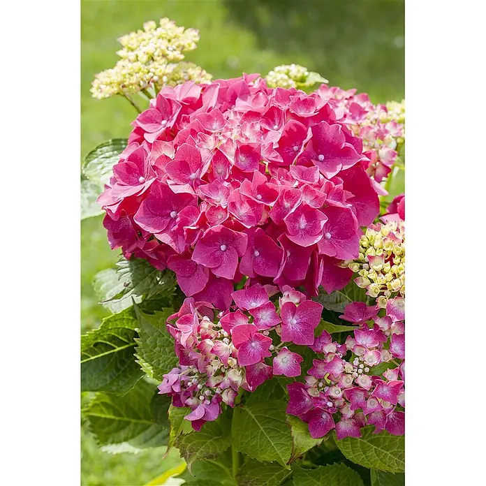 Pflanzen für dich Bauernhortensie 50-60 cm - Hydrangea macrophylla 'Alpenglühen', Rot - Ein leuchtender Busch aus leuchtend rosa Hortensienblüten mit einigen helleren rosa und gelblichen Knospen, umgeben von grünen Blättern.