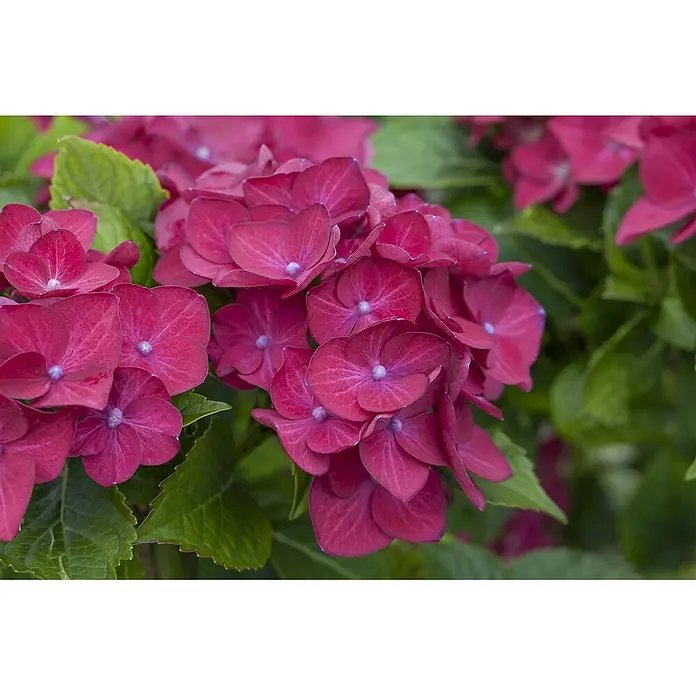 Pflanzen für dich Bauernhortensie 30-40 cm - Hydrangea macrophylla 'Hot Red', Rot - Büschel leuchtend tiefrosa Hortensienblüten mit markanten zentralen Staubgefäßen.