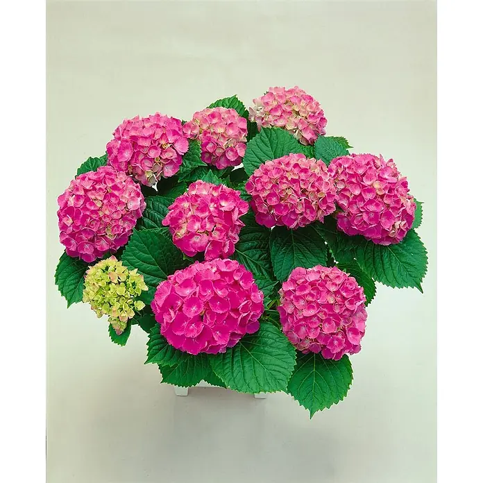 Pflanzen für dich Bauernhortensie 30-40 cm - Hydrangea macrophylla 'Red Baron', Rot - Topfhortensie mit leuchtend rosa und einigen hellgrünen Blütenbüscheln sowie üppigen grünen Blättern.