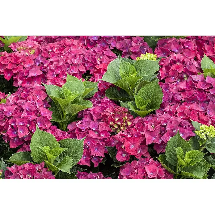 Pflanzen für dich Bauernhortensie 30-40 cm - Hydrangea macrophylla 'Hot Red', Rot - Lebhafte rote Hortensien mit üppigen grünen Blättern.