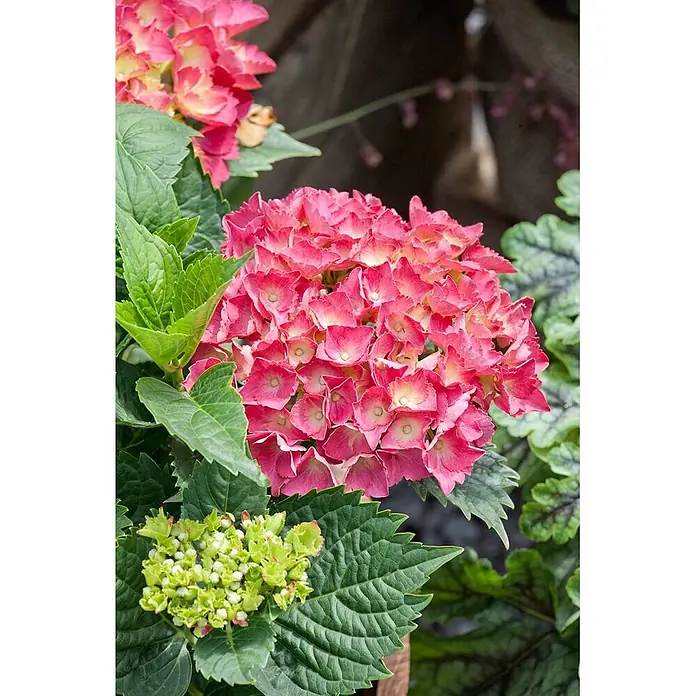 Pflanzen für dich Bauernhortensie 30-40 cm - Hydrangea macrophylla 'Red Baron', Rot - Leuchtend rosa Hortensien mit cremefarbenen Zentren, umgeben von üppigen grünen Blättern und knospenden grünen Blüten in einer Gartenumgebung.