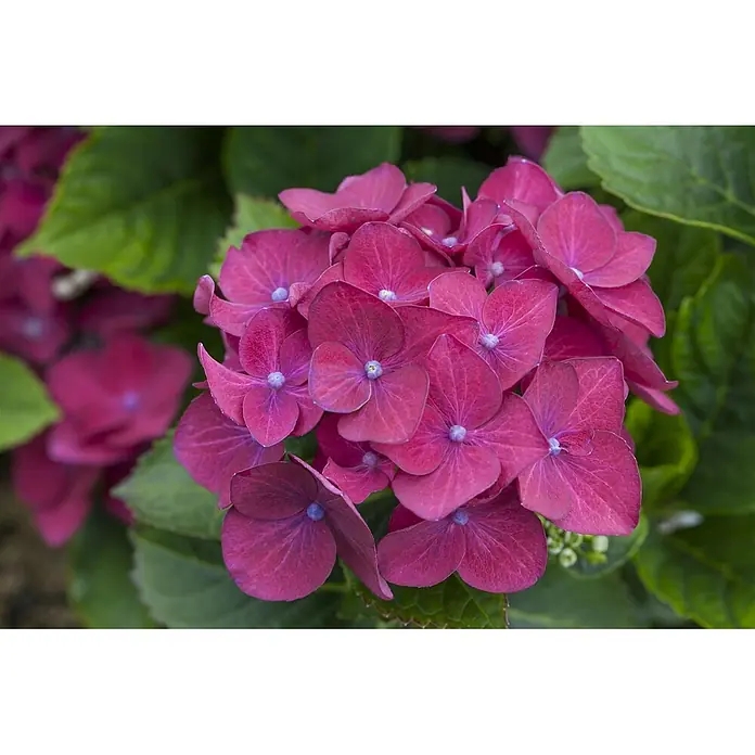Pflanzen für dich Bauernhortensie 30-40 cm - Hydrangea macrophylla 'Hot Red', Rot - Ein leuchtender Blütenstand fuchsiafarbener Hortensien mit ausgeprägten Blütenblättern und kleinen blauen Zentren.