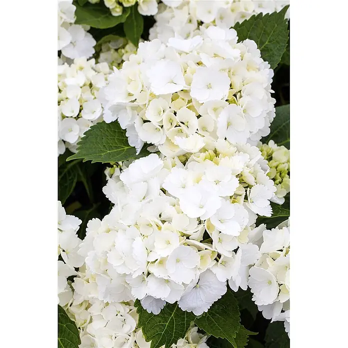 Pflanzen für dich Bauernhortensie 30-40 cm - Hydrangea macrophylla 'First White', Weiß - Üppige weiße Hortensienblüten mit lebhaften grünen Blättern.