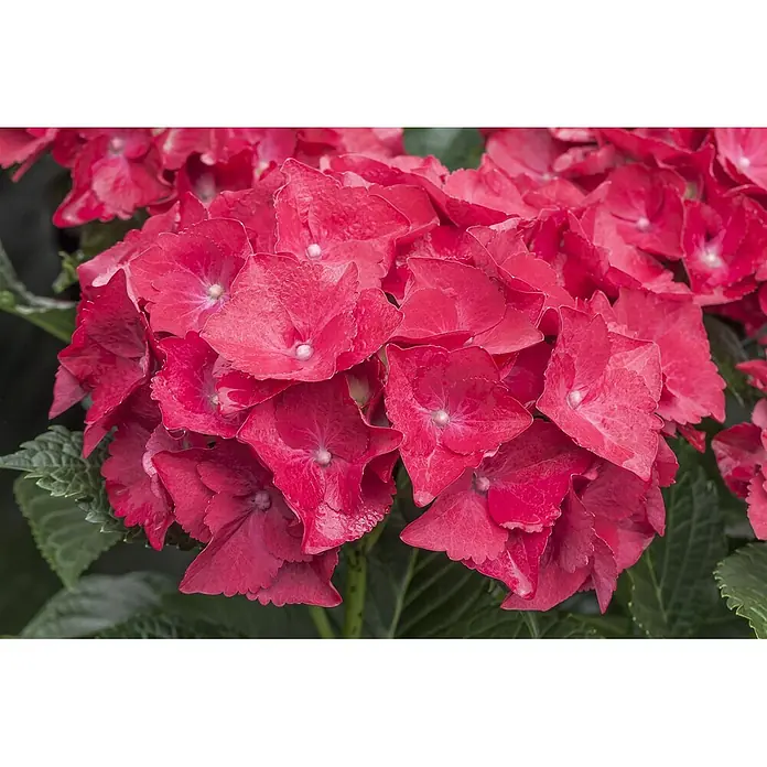 Pflanzen für dich Bauernhortensie 30-40 cm - Hydrangea macrophylla 'Hot Red', Rot - Rote Hortensienblüten in einer Gruppe.