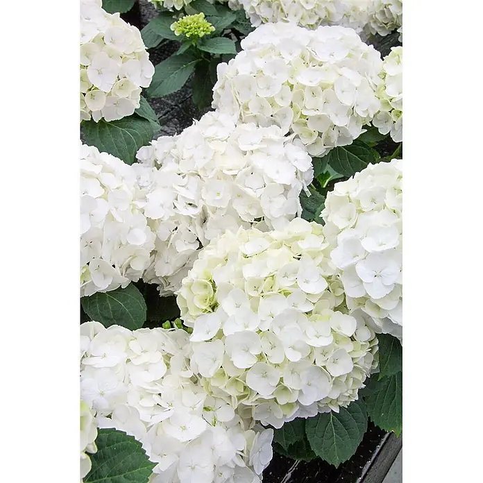 Pflanzen für dich Bauernhortensie 30-40 cm - Hydrangea macrophylla 'First White', Weiß - Weiße Hortensienblüten in voller Blüte mit grünen Blättern.