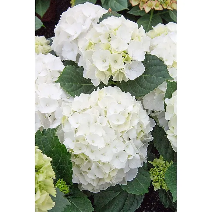 Pflanzen für dich Bauernhortensie 30-40 cm - Hydrangea macrophylla 'First White', Weiß - Große Büschel weißer Hortensienblüten mit grünen Blättern.