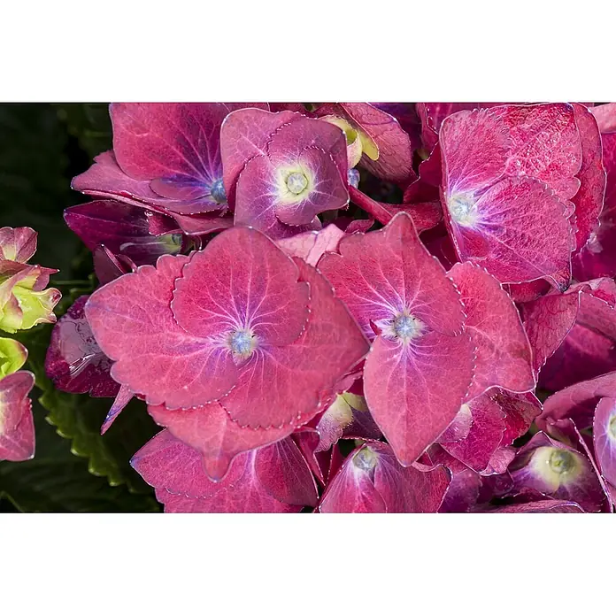 Pflanzen für dich Bauernhortensie 30-40 cm - Hydrangea macrophylla 'Hot Red', Rot - Leuchtend tiefrosafarbene Hortensienblüten mit filigranen Blütenblattdetails und hellgrünen Zentren.