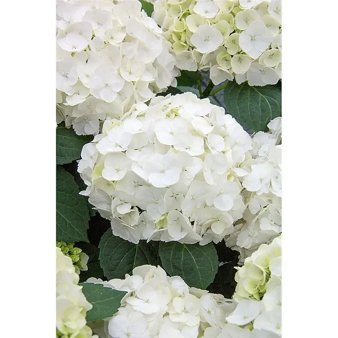 Pflanzen für dich Bauernhortensie 30-40 cm - Hydrangea macrophylla 'First White', Weiß - Nahaufnahme einer Gruppe weißer Hortensien mit grünen Blättern.