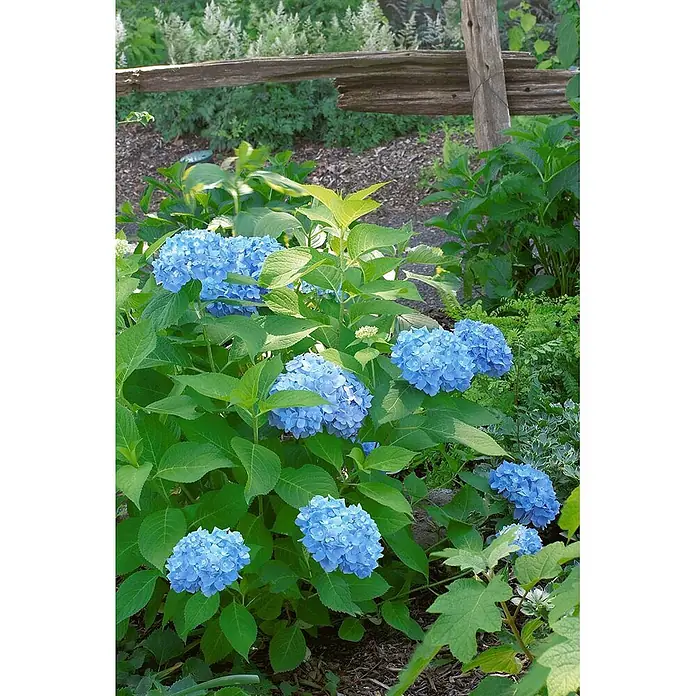 Pflanzen für dich Bauernhortensie 40-60 cm - Hydrangea macrophylla 'Nikko Blue', Blau - Üppige blaue Hortensien blühen in einem Garten, mit grünem Laub und einem rustikalen Holzzaun.