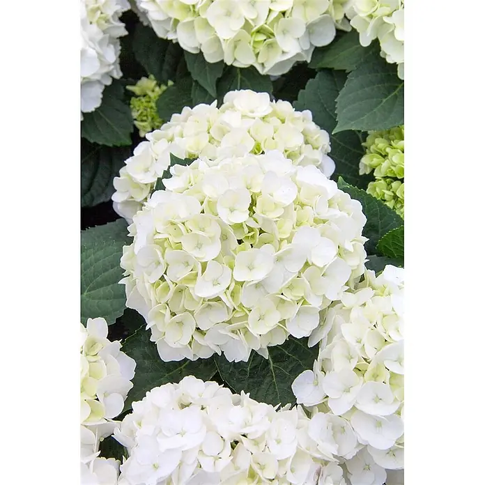 Pflanzen für dich Bauernhortensie 30-40 cm - Hydrangea macrophylla 'First White', Weiß - Nahaufnahme von leuchtend weißen Hortensienblüten mit grünen Blättern.