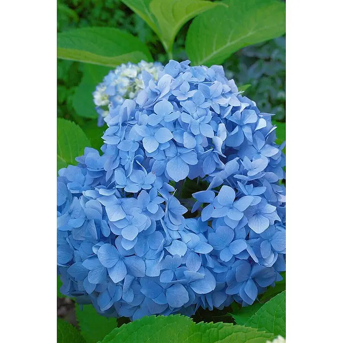 Pflanzen für dich Bauernhortensie 40-60 cm - Hydrangea macrophylla 'Nikko Blue', Blau - Große Büschel leuchtend blauer Hortensienblüten.