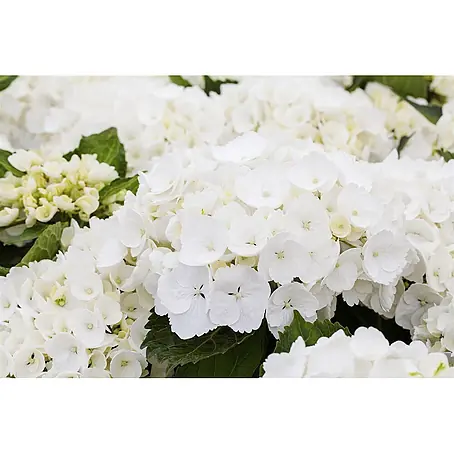Pflanzen für dich  Bauernhortensie 30-40 cm