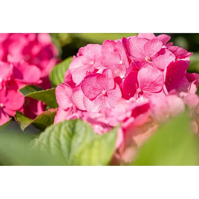 Pflanzen für dich Bauernhortensie 60-80 cm - Hydrangea macrophylla 'Bouquet Rose', Rosa - Nahaufnahme leuchtend rosa Hortensienblüten mit mehreren Blütenblättern, die ihre natürliche Schönheit zeigen.