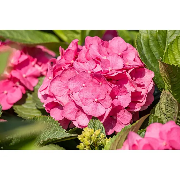 Pflanzen für dich Bauernhortensie 60-80 cm - Hydrangea macrophylla 'Bouquet Rose', Rosa - Eine Gruppe leuchtend rosa Hortensienblüten in voller Blüte, umgeben von grünen Blättern.