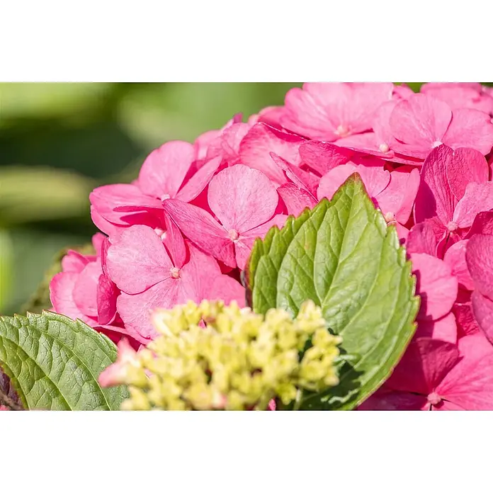 Pflanzen für dich Bauernhortensie 60-80 cm - Hydrangea macrophylla 'Bouquet Rose', Rosa - Rosa Hortensienblüten mit grünen Blättern und gelben Knospen.