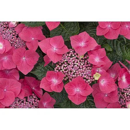 Pflanzen für dich  Bauernhortensie 40-60 cm