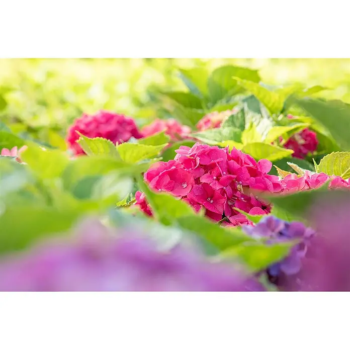Pflanzen für dich Bauernhortensie 60-80 cm - Hydrangea macrophylla 'Bouquet Rose', Rosa - Leuchtend pinkfarbene Hortensienblüten zwischen grünen Blättern, mit weichen lila Blüten im Vordergrund.