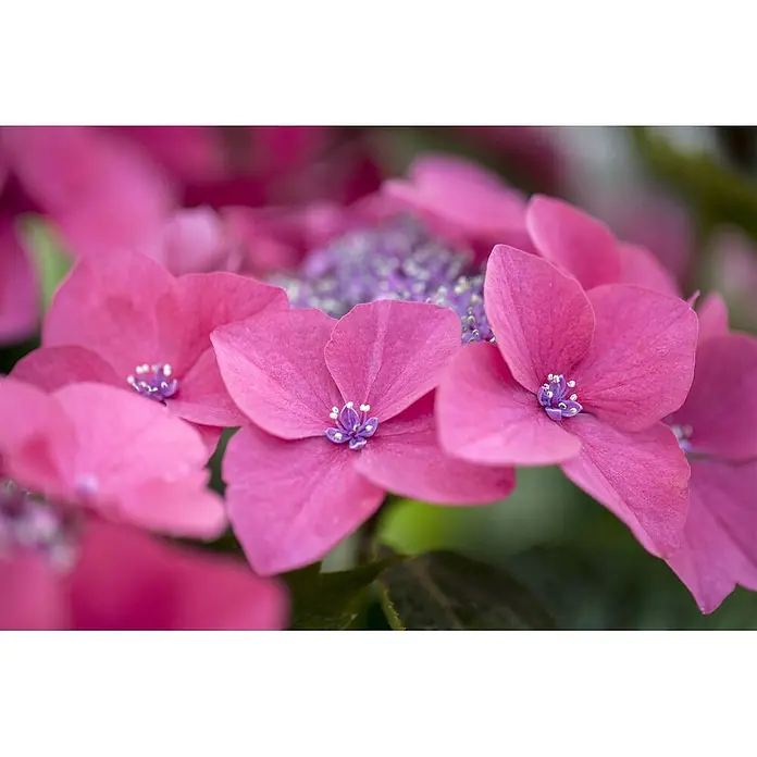 Pflanzen für dich Bauernhortensie 40-60 cm - Hydrangea macrophylla 'Kardinal', Rot - Leuchtend pinke Hortensienblüten mit kleinen lila Zentren.