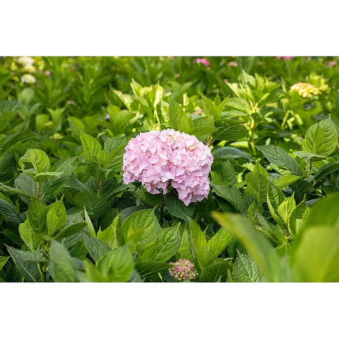 Pflanzen für dich Bauernhortensie 60-80 cm - Hydrangea macrophylla 'Bouquet Rose', Rosa - Eine leuchtend pinke Hortensienblüte inmitten üppiger grüner Blätter.