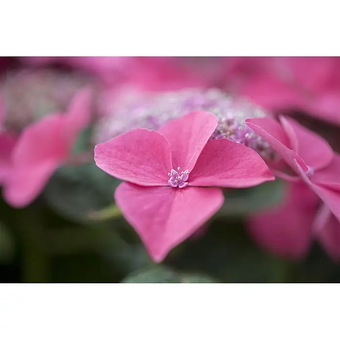 Pflanzen für dich Bauernhortensie 40-60 cm - Hydrangea macrophylla 'Kardinal', Rot - Nahaufnahme einer leuchtend pinken Hortensienblüte mit auffälliger Mitte.
