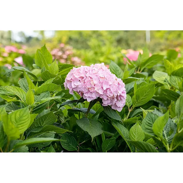 Pflanzen für dich Bauernhortensie 60-80 cm - Hydrangea macrophylla 'Bouquet Rose', Rosa - Ein leuchtend pinker Hortensienblütenkopf blüht inmitten üppiger grüner Blätter in einem Garten.
