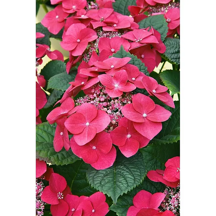 Pflanzen für dich Bauernhortensie 40-60 cm - Hydrangea macrophylla 'Kardinal', Rot - Lebendige pinkfarbene Hortensien mit auffälligen Blütenblättern und grünen Blättern.