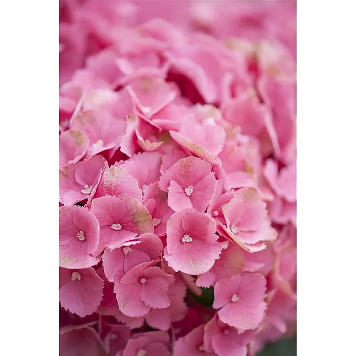 Pflanzen für dich Bauernhortensie 30-40 cm - Hydrangea macrophylla 'Schöne Bautznerin', Blau - Ein üppiges Bündel leuchtend rosafarbener Hortensienblüten.