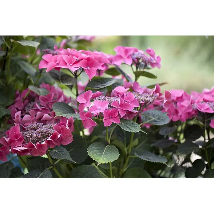 Pflanzen für dich Bauernhortensie 40-60 cm - Hydrangea macrophylla 'Kardinal', Rot - Leuchtend rosa Hortensienblüten in voller Blüte mit grünen Blättern.