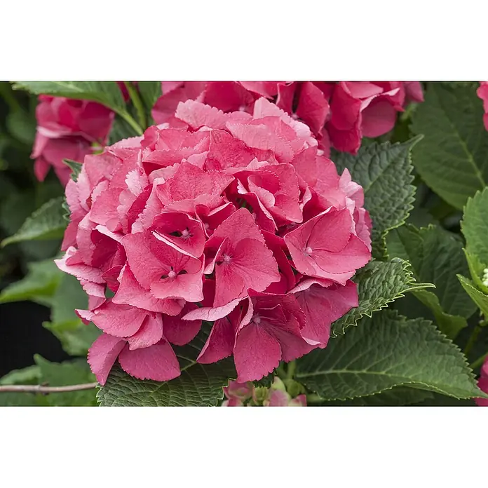 Pflanzen für dich Bauernhortensie 30-40 cm - Hydrangea macrophylla 'Schöne Bautznerin', Blau - Leuchtend rosa Hortensienblüte mit tiefgrünen, texturierten Blättern.