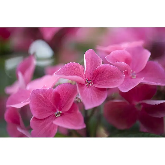 Pflanzen für dich Bauernhortensie 40-60 cm - Hydrangea macrophylla 'Kardinal', Rot - Nahaufnahme leuchtend pinker Blüten, zart blühend mit feinen Blütenblättern und kleinen zentralen Blüten.