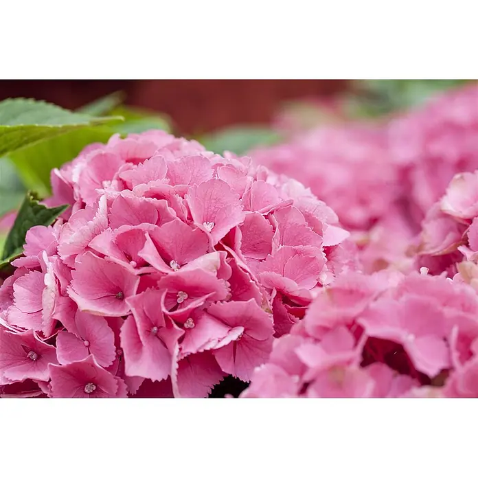 Pflanzen für dich Bauernhortensie 30-40 cm - Hydrangea macrophylla 'Schöne Bautznerin', Blau - Leuchtend rosa Hortensienblüten.